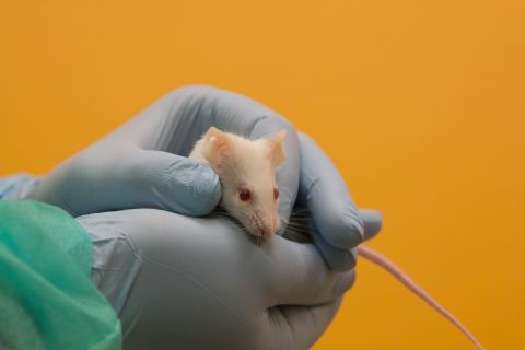 Maus-480